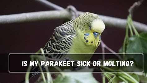 Sick Parakeet 的图像结果