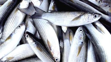 Garbage trap in Vembanad lake; favourite fish species going extinct ...