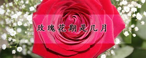 玫瑰花期是几月 —【发财农业网】
