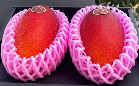 Native Earth Miyazaki Mango Plant Orginal - Combo Pack Of 2 Grafted ...