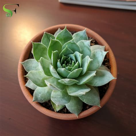 Sempervivum - Lakshmi Kamal -Laxmi Kamal - H13 – Succulent Factory India