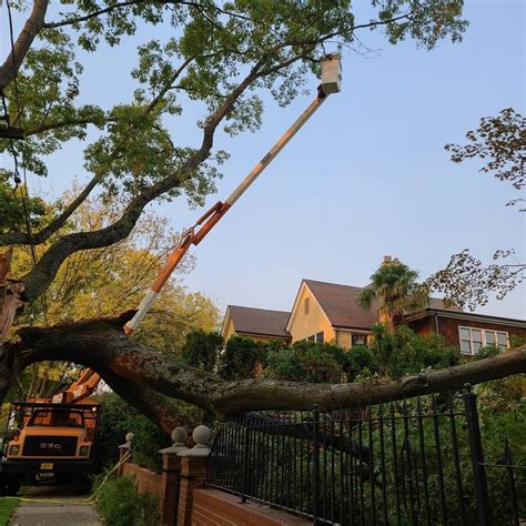 Tree Pruning Portland 的图像结果