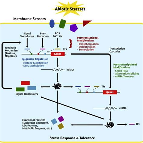 Stress Biology 的图像结果