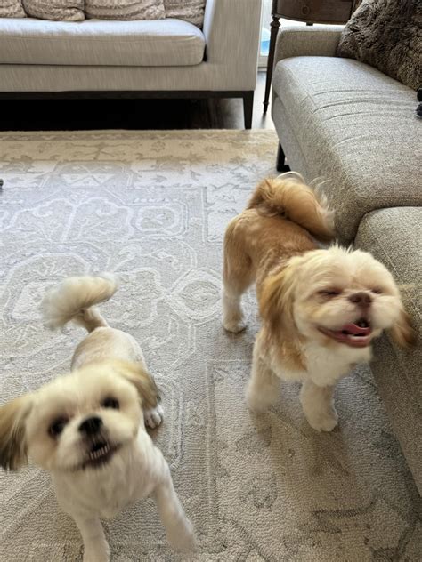 6 months today. : r/Shihtzu