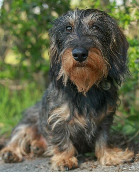 Dachshund Wirehaired | Dachshund, Puppies, Puppy love