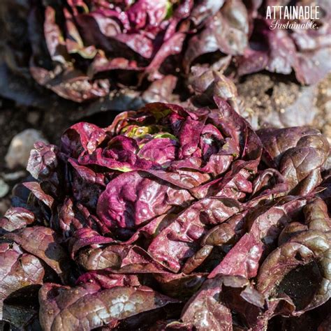 25+ Purple Vegetables to Enliven Your Table - Attainable Sustainable®