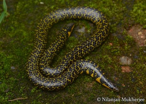 Indian Snakes - Indian Snakebite Initiative