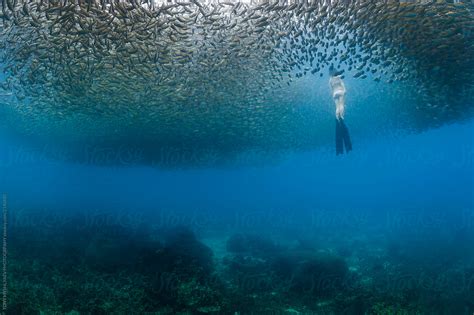 Fish Swim Model 的图像结果