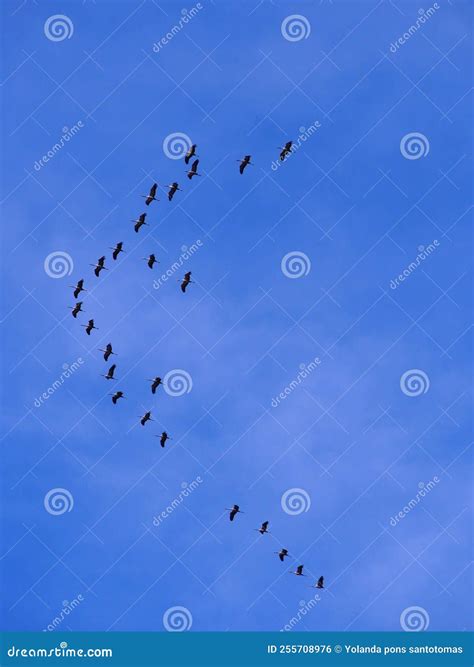 Migration of Cranes in Formation Stock Photo - Image of blue, flight: 255708976