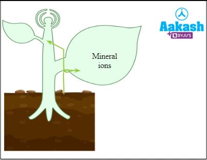Cytokinin: Function, Hormone, Structure & Example | AESL