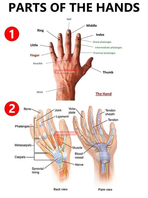 Hand Parts Diagram and Function Overview