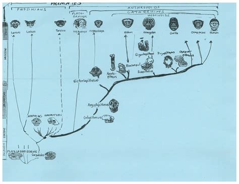 Primate Timeline 2 Diagram | Quizlet