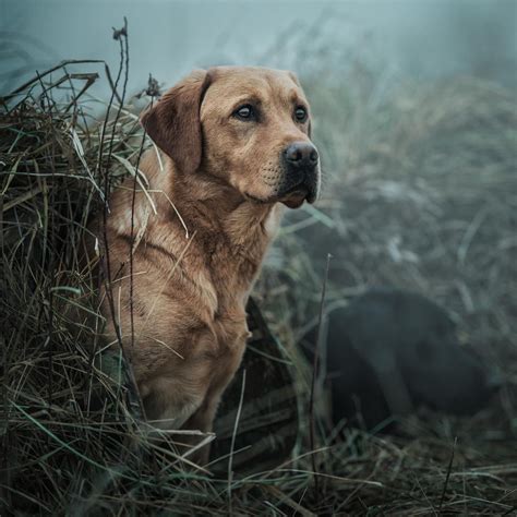 Cool Drawings of Dogs 的图像结果