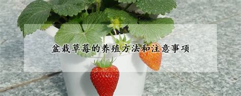 盆栽草莓的种植方法_360新知