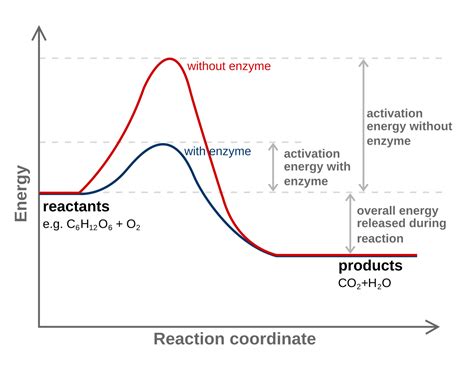 https://schematron.org/image/energy-diagram-catalyzed-vs-uncatalyzed-reaction-3.png