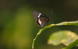 Wallpaper butterfly, wings, pattern, leaf, macro hd, picture, image