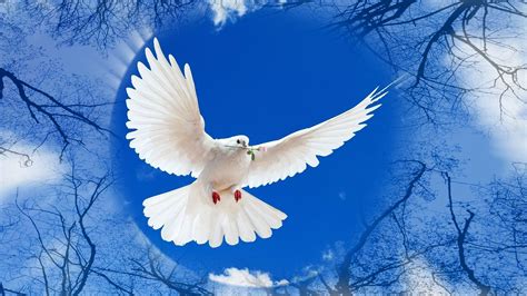 White Dove Wallpapers - Wallpaper Cave
