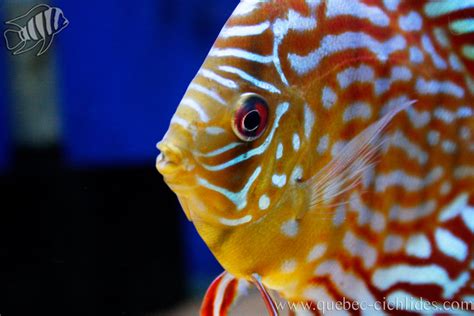 Image result for Blue Turquoise Discus