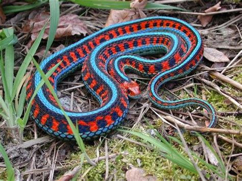 Download Closeup of a non-venomous California Garter Snake Wallpaper ...