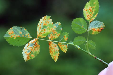 Rose Diseases: Identification, Photos, and Treatment | Almanac.com