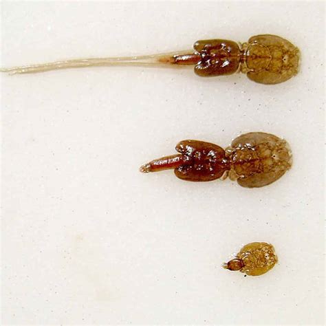 Sea Lice: The Interesting Marine Parasite - Ocean Info