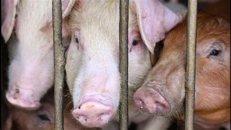 African swine fever: Culling of 600 pigs begins at Ambala farm ...