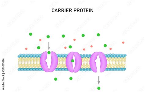 Image result for Concentration Gradient Cell Membrane
