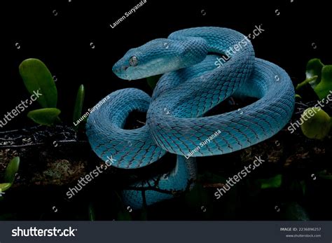 Trimeresurus Insularis Venomous Pit Vipers Endemic Stock Photo 2236896257 | Shutterstock