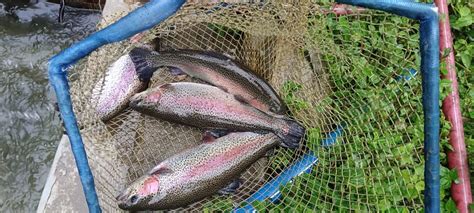 Image result for Trout Farming Methods