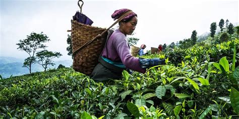 » Tea workers in West Bengal on strike, demand higher minimum wage