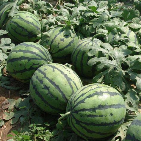 夏邑西瓜是商丘地区种植最大供应基地 - 绿果网