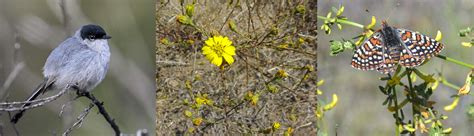 Threatened and Endangered Species at San Diego National Wildlife Refuge ...