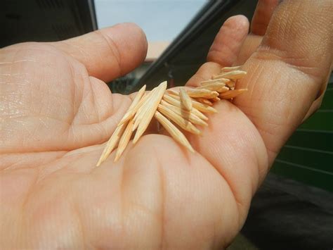 Image result for What Is Like a Toothpick