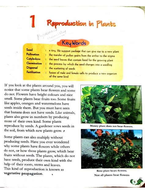 Image result for Vegetative Reproduction Class 5 Activity