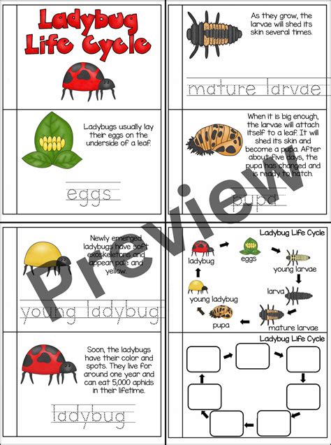 Ladybug Life Cycle Worksheets | All About Ladybirds | Spring Science ...
