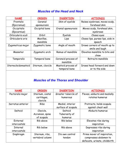 Image result for Example of Muscle Origin