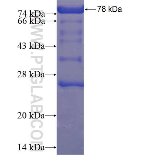 MAP9 Fusion Protein Ag23446 | Proteintech