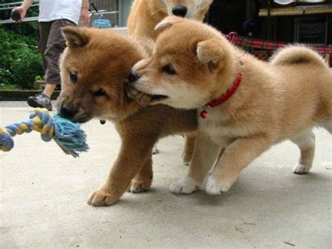 Hey-thats-cheating.jpg | Cute animals, Japanese dogs, Puppies