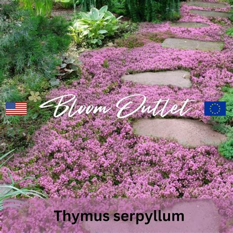 1000+ Creeping Thyme Ground Cover Seeds*thymus Serpyllum*breckland ...