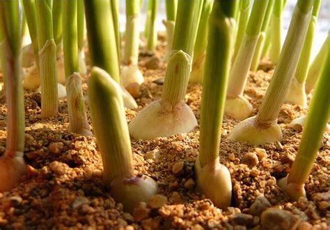 蒜苗怎么种植?大蒜苗种植技术和管理方法-种植技术-中国花木网