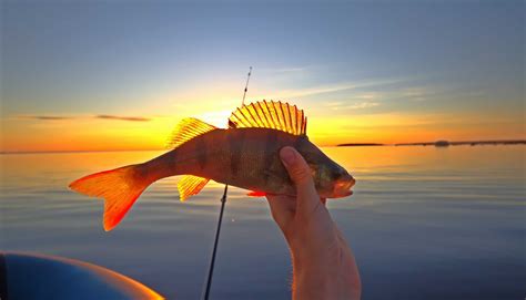 Yellow Perch Fish Facts - Perca flavescens - A-Z Animals