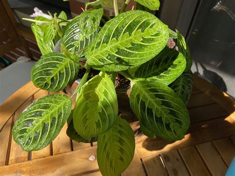 Prayer Plant Bloom: Grower Tips to Help Your Prayer Plant Flower