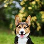 Image result for World's Cutest Dog Breed