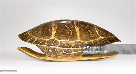Image result for Turtle Shell Side View