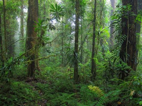 Image result for Forest O2 Vector