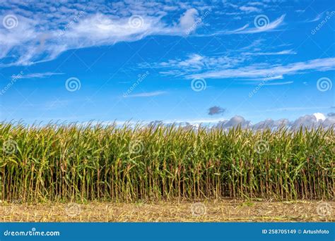 Fall Rall Ripe Green Field of Corn Growing Up Stock Image - Image of ...