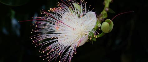 Download wallpaper 2560x1080 barringtonia, flower, petals, pollen ...