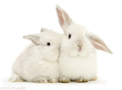 Two baby white rabbits photo WP47622