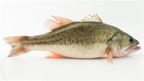 鱼类名称有哪些 常见的淡水鱼种类介绍 – 钓之迷