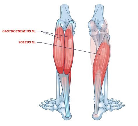 Why Are My Calves So Big: Fat Deposition, Genetics, and More - Inspire US